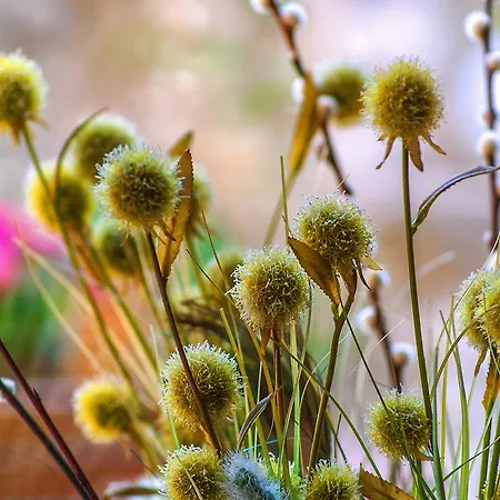 Casa Taino Benilloba